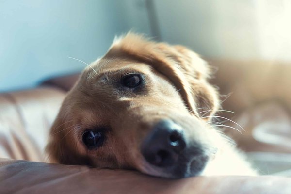 Can pets suffer from seasonal affective disorder (sad)?